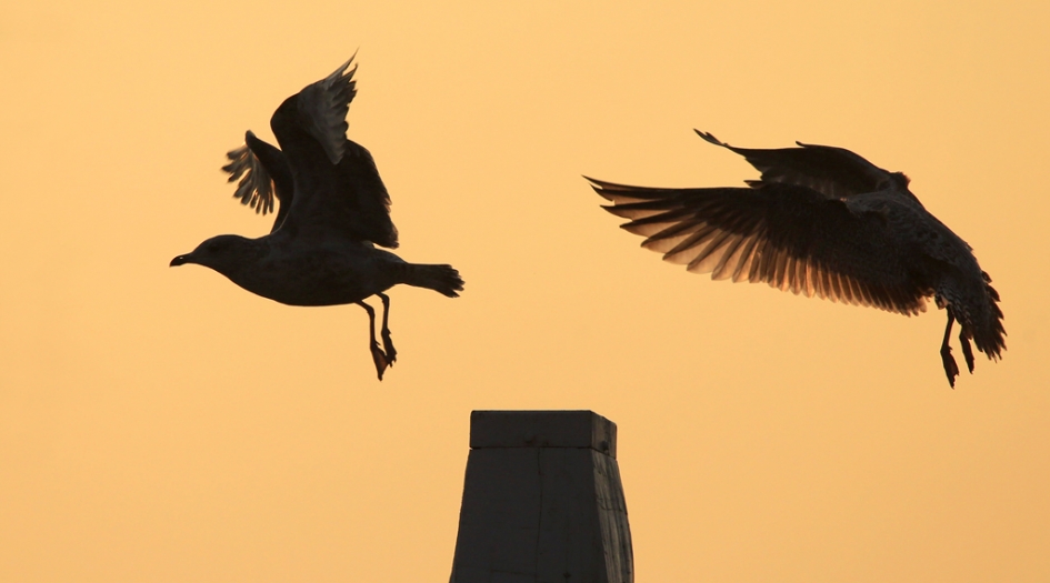 De Wisseling ... - Vogels - De Wisseling