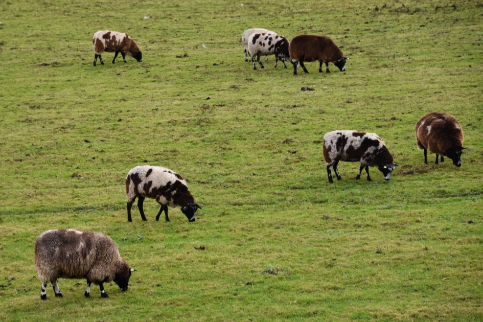 Dik in de vacht - Zoogdieren - 