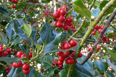 Dit jaar zonder sneeuw!