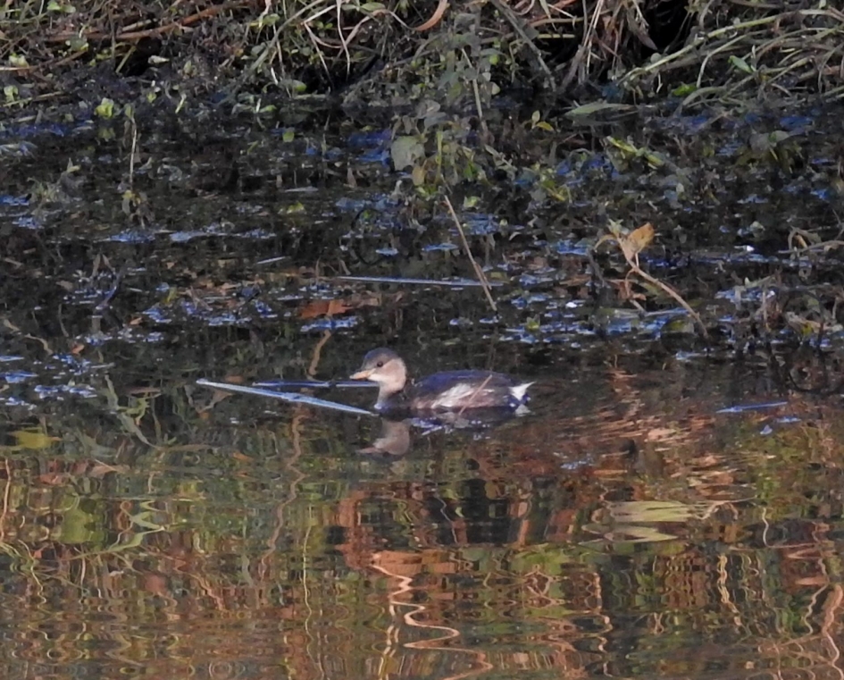 Dodaars - Vogels - Dodaars