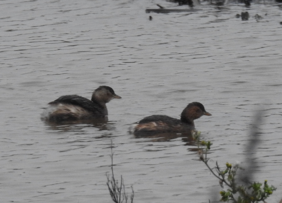 Dodaars - Vogels - Dodaars