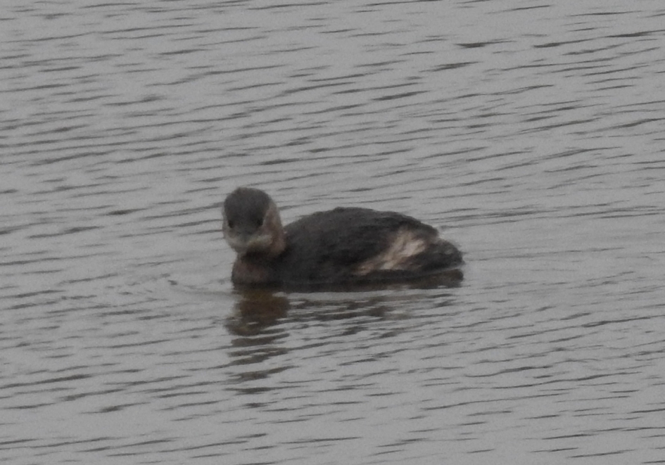 Dodaars kijkt je aan. - Vogels - Dodaars