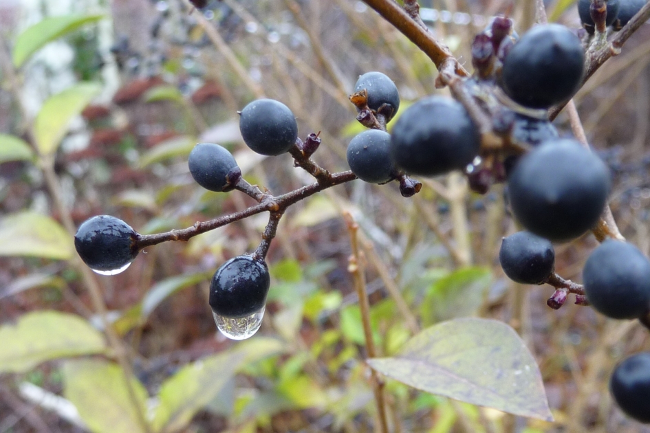 Donkere bessen - Planten - 