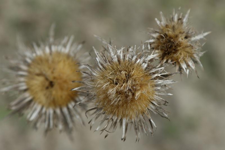 driedistel - Planten - 