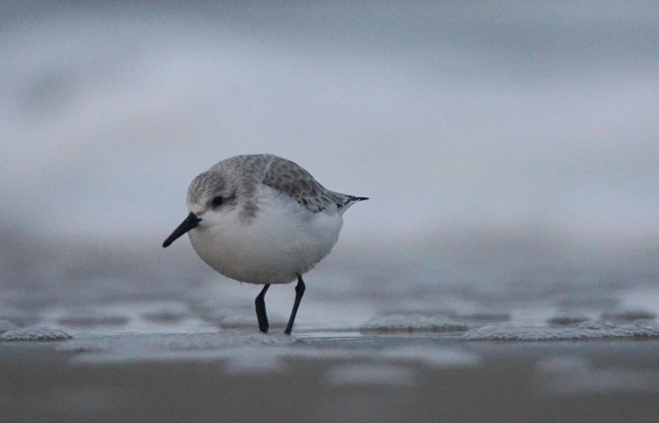 Drieteen strandloper 1 - Vogels - Drieteenstrandloper