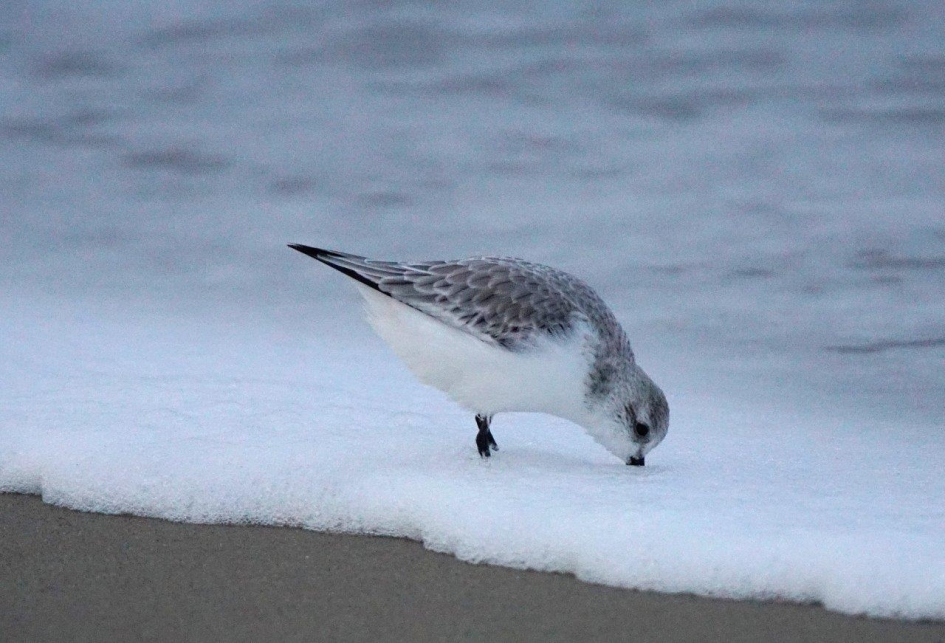 Drieteenstrandloper 2 - Vogels - Drieteenstrandloper