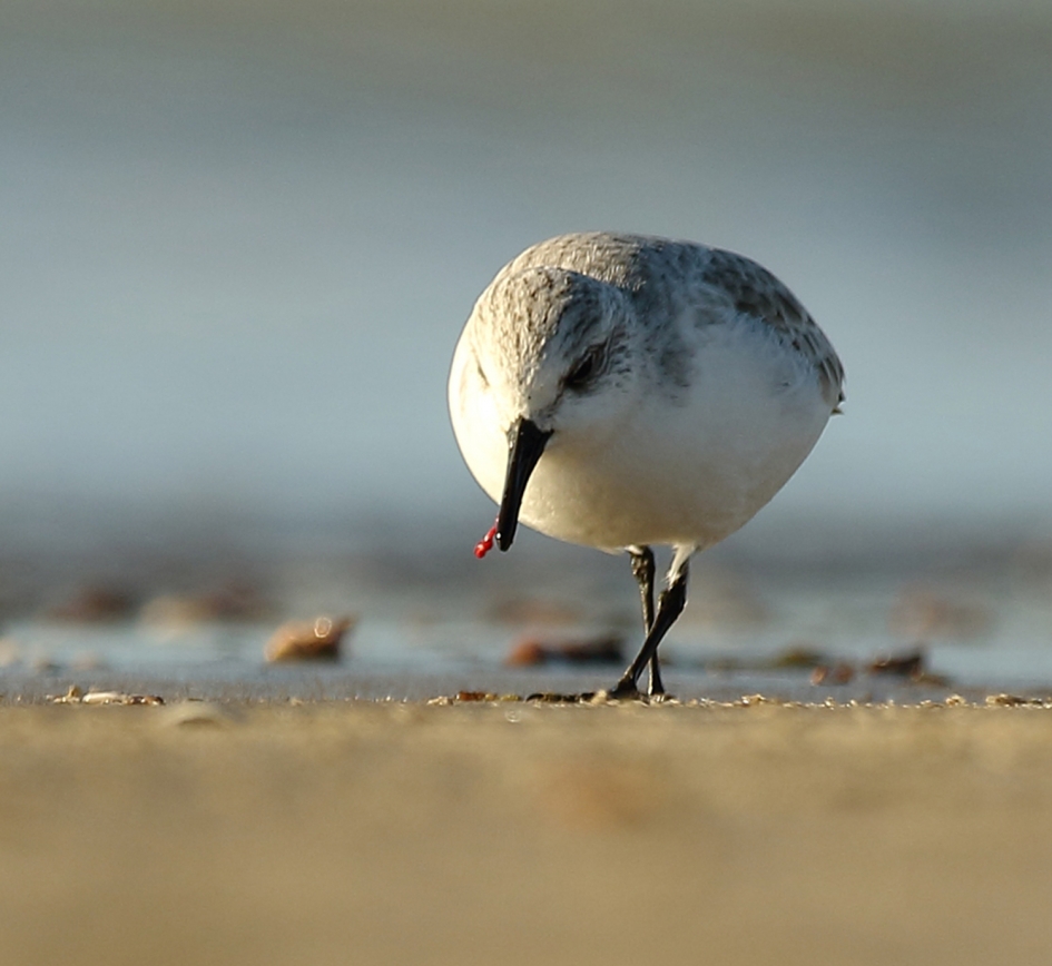 drieteenstrandloper - Vogels - 