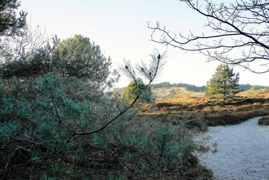 Duin zicht - Weer en landschap - Duin