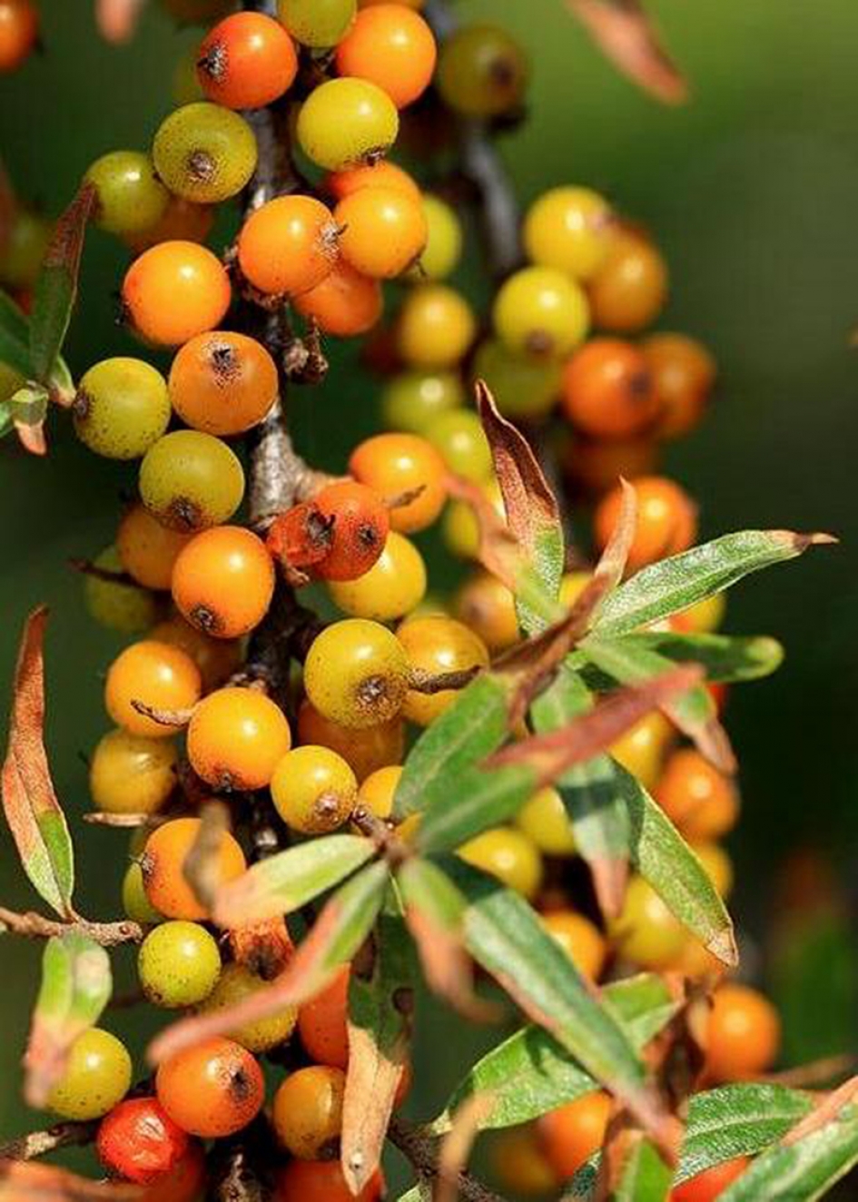 duindoorn - Planten - 