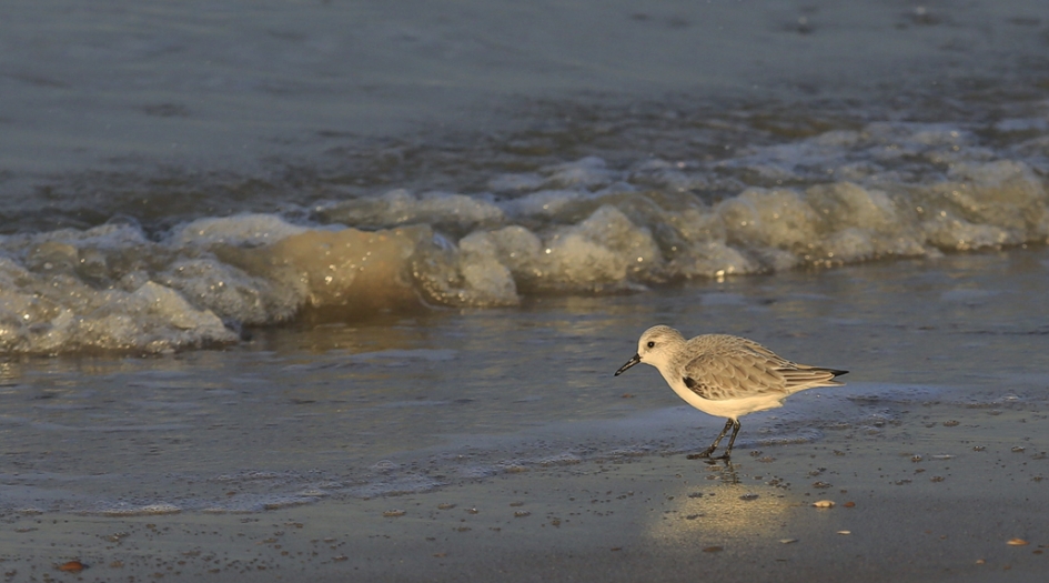 'Een dagje naar het strand ... ' - Vogels - Drieteenstrandloper