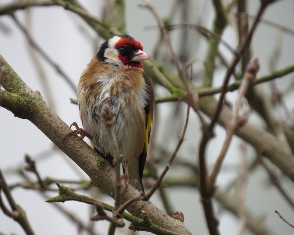 Een natte dag - Vogels - Putter