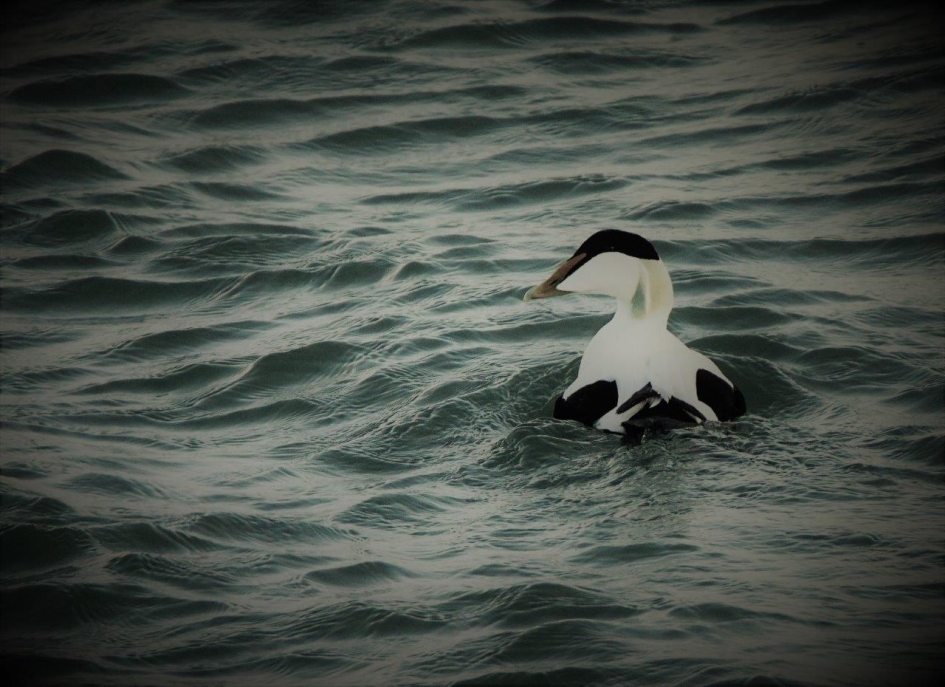 Eider eend - Vogels - Eidereend