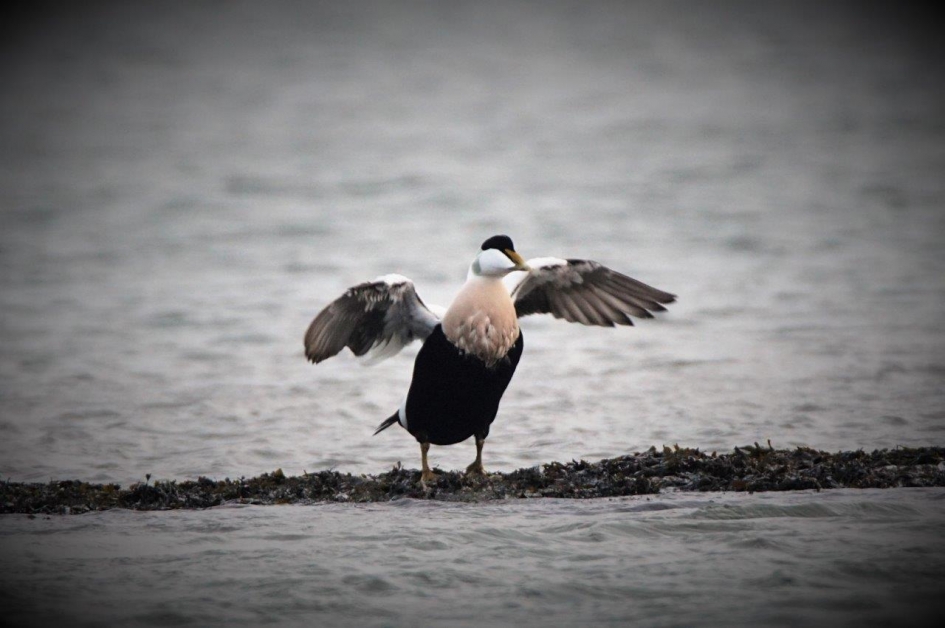 Eidereend - Vogels - Eidereend