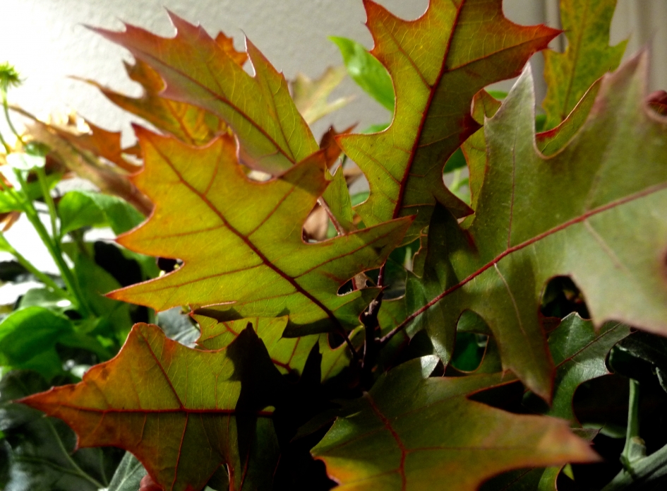 Eikenblad - Planten - 