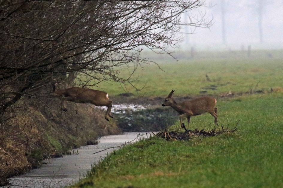En kom je te dicht bij... - Zoogdieren - 