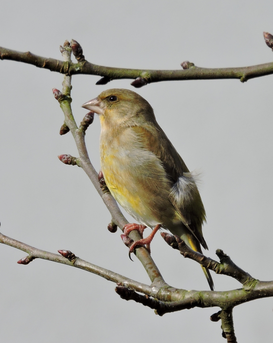 Ernstige blik - Vogels - Groenling
