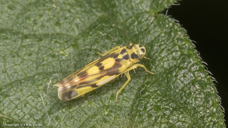 Eupteryx aurata