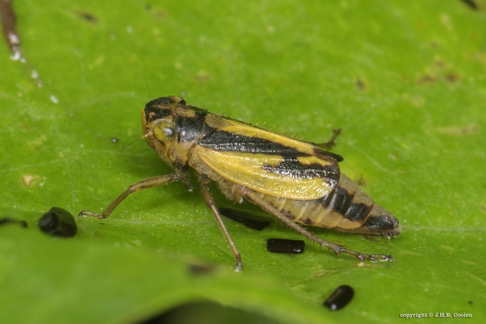 Evacanthus interruptus - Geleedpotigen - 