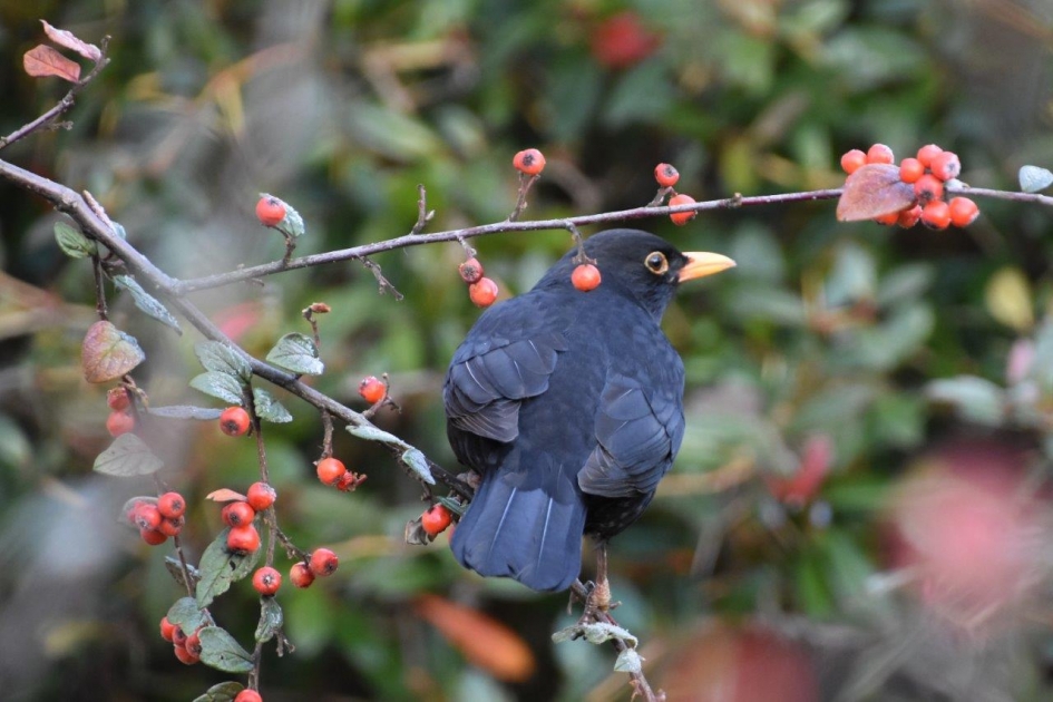 Even pauze! - Vogels - 