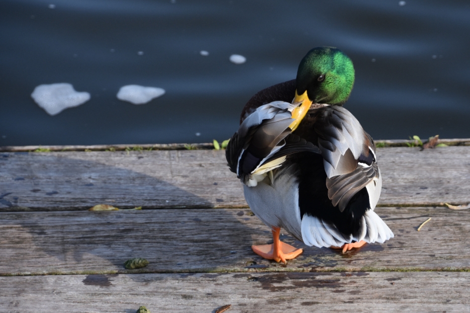 Even poetsen - Vogels - 