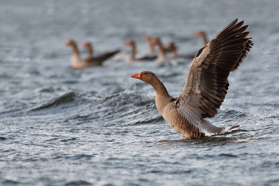 Familiebezoek - Vogels - 