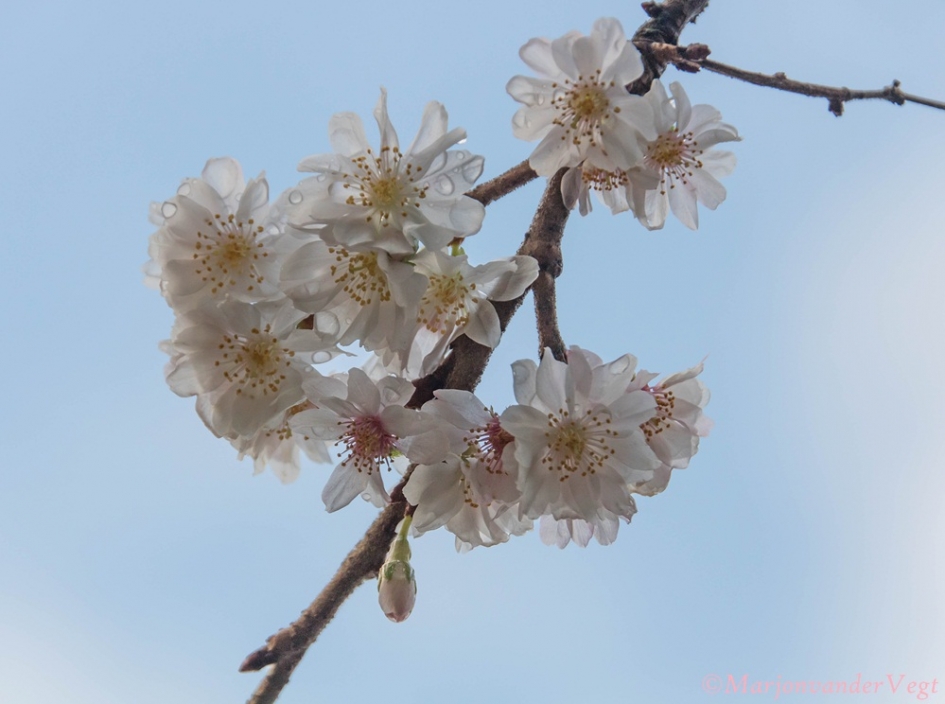 Feestelijk - Planten - japanse sierkers