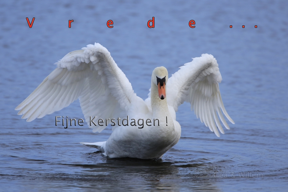 Fijne Kerstdagen ! - Vogels - Knobbelzwaan