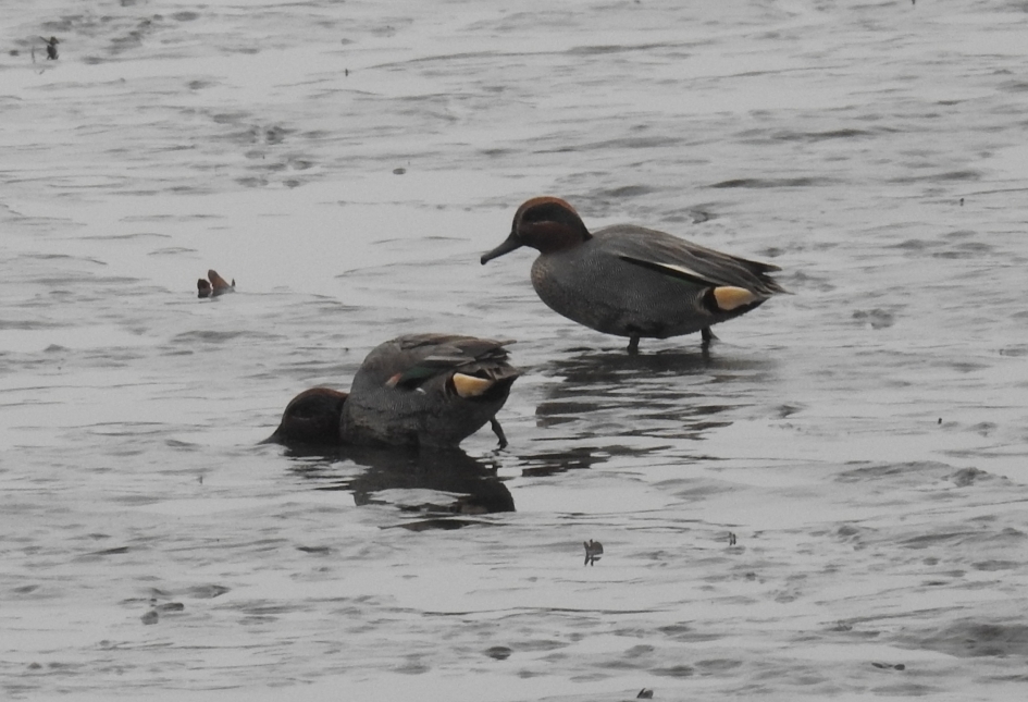 Fouragerende wintertalingen (mannetjes) - Vogels - Wintertaling