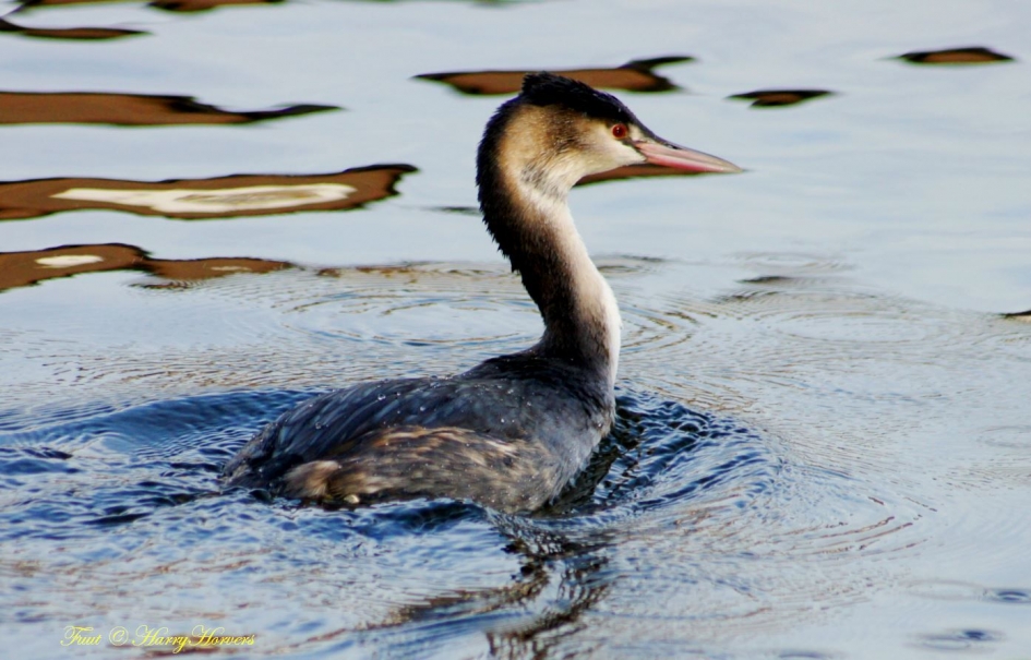 Fuut - Vogels - Fuut