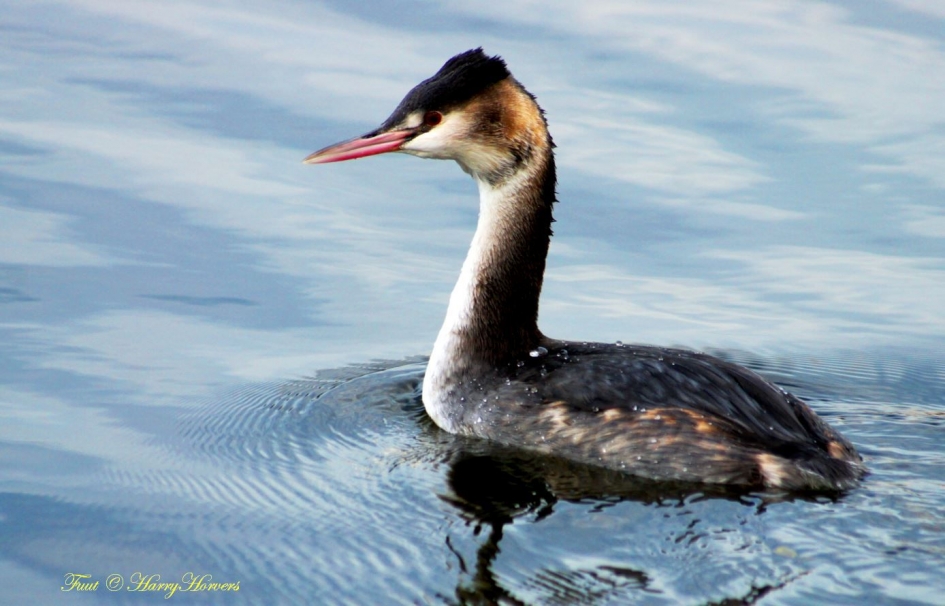Fuut - Vogels - Fuut
