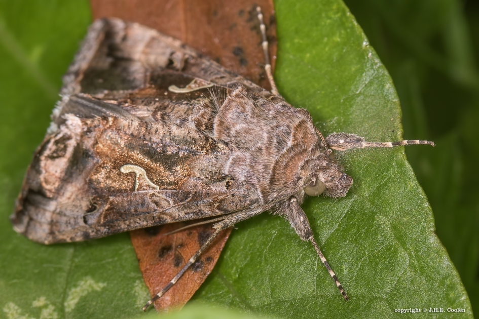 Gamma uil - Geleedpotigen - Gamma uil