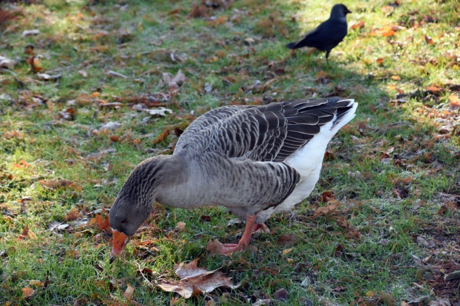 Gans - Vogels - 