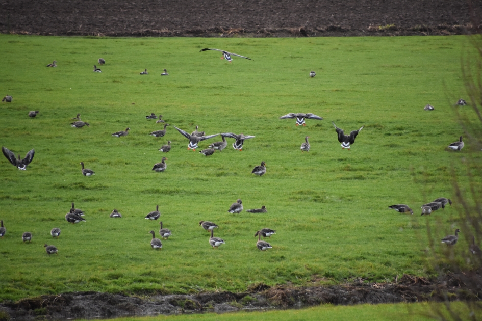 Grauwe ganzen - Vogels - 