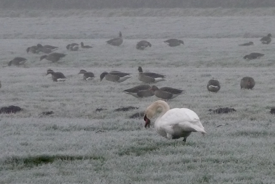 Ganzen en zwaan in de mist - Vogels - 