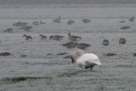Ganzen en zwaan in de mist