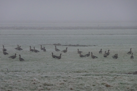 Ganzen in de mist