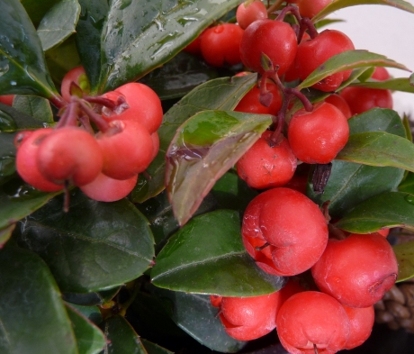 Gaultheria