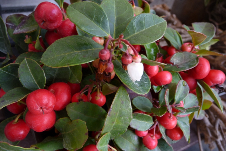 Gaultheria - Planten - 