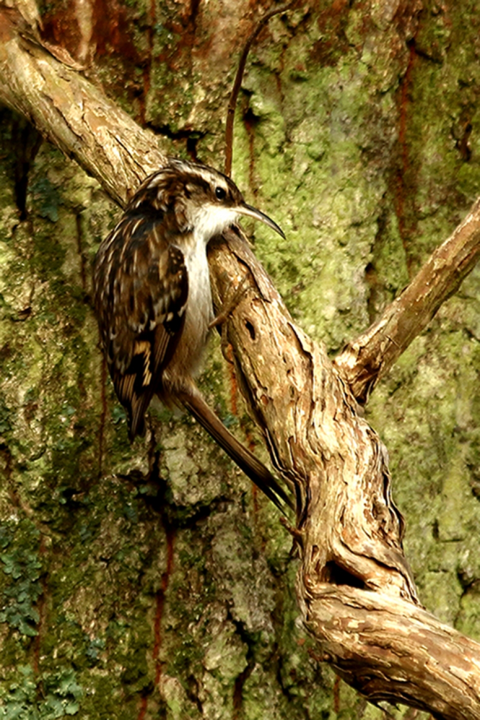 gecamoufleerde boomkruiper - Vogels - 