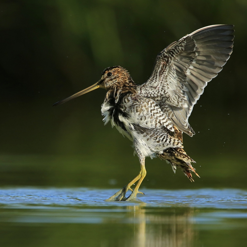 Geen Poelsnip ... - Vogels - Watersnip
