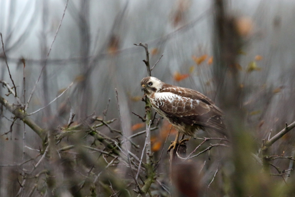 Geen witte kerst.. - Vogels - 