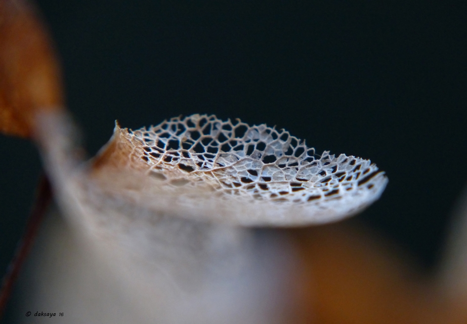 Geheimzinnig - Planten - Hortensia