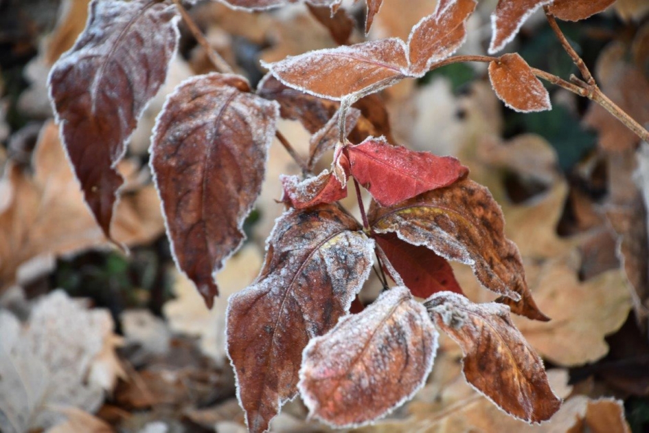Gekleurd.. - Planten - 