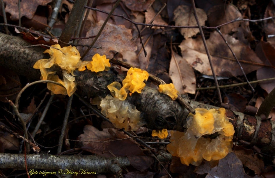 Gele trilzwam - Schimmels - 