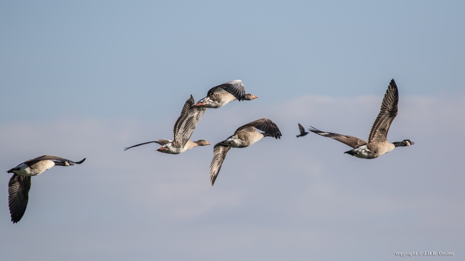 Gemengde vlucht - Vogels - 