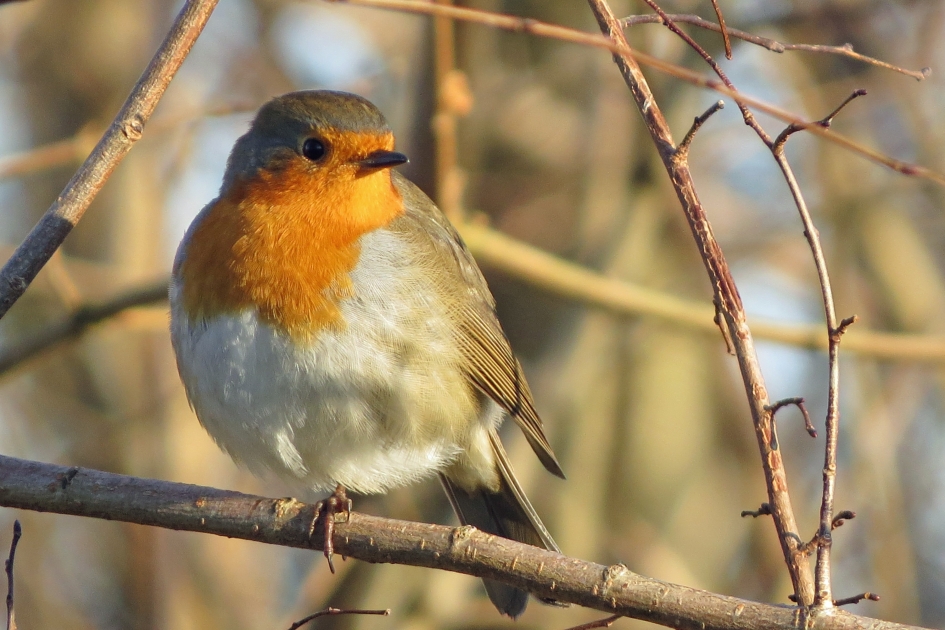 Genieten van de herfstzon - Vogels - Roodborstje