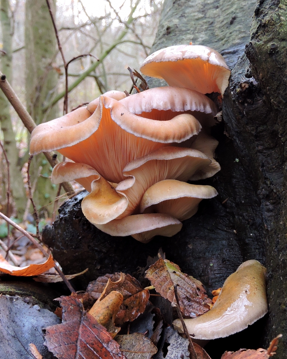 Goed gemutst - Schimmels - 