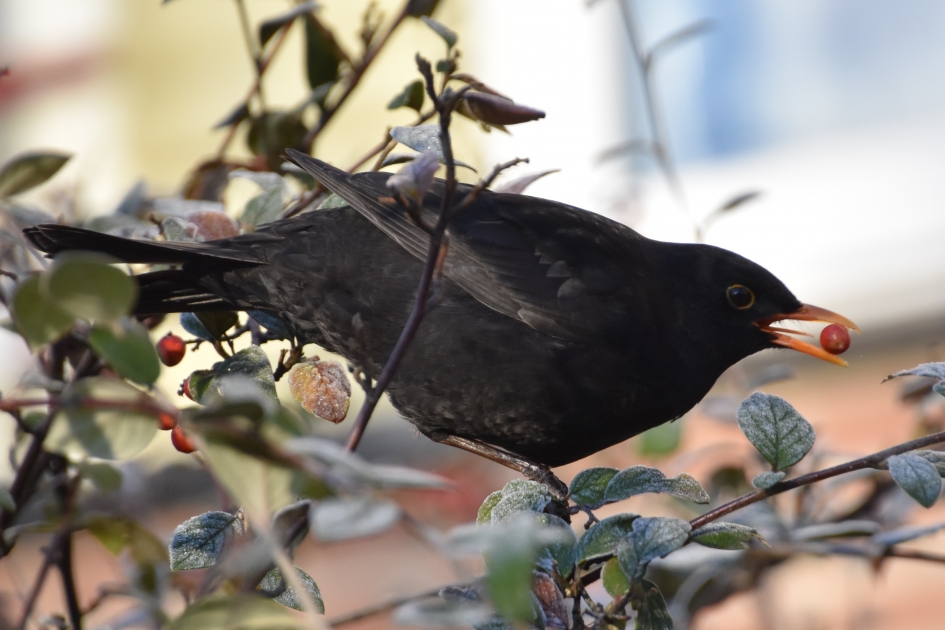 Goed gevangen.. - Vogels - 