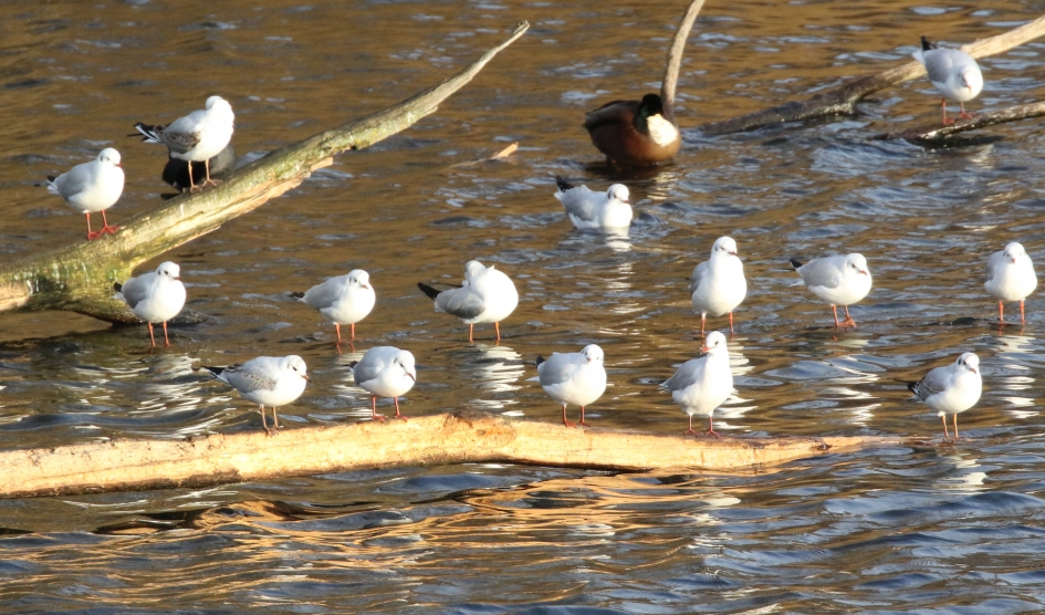 Goed plekje - Vogels - 