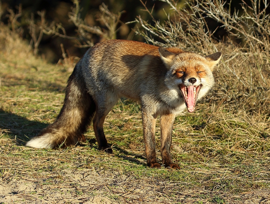 Goedemorgen - Zoogdieren - 